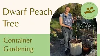 Dwarf Peach Trees for Small Gardens | Container Planting Tips