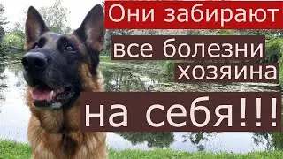Как немецкая овчарка забрала на себя смерть хозяина