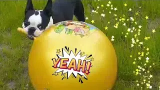 ДЖОДЖО ВЕСЕЛИТСЯ🥳😄