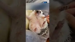 The hedgehog was stealing the dog's food and the owner caught the hedgehog and gave it shelter.