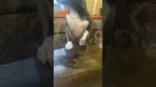 ЛЮБИМКА моя…..🐶