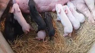 Pig farm in Assam ll Pig giving birth 9 piglets ll Taking care of piglets ll assam pig farm ll