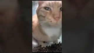 #кот #дымок