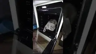 Мы купили плиту ● Мотяня оценил ● 21-03-2024