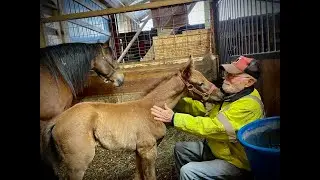Making Friends With Foal