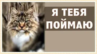 Maine Coon kittens - Episode 32. Archie is looking for a mole.