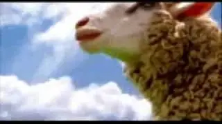 Braveheart Sheep