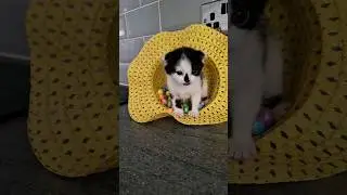 cute kittens at Easter 🐣