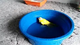 Попугай купается и сушится на батарее 