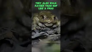 The difference between a toad and frog! #shorts