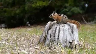 Is it wood? Is it stone?