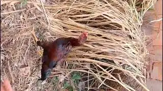 Pique pega com Jonny 😅🐓🐕❤️❤️