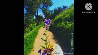 midnight music-box - greenhouse