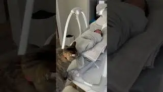 Introducing cat to baby