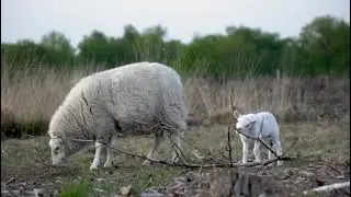 Ezgi Köker feat Erdem Sökmen / Yüksek Yüksek Tepelere