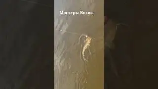 Гиганты реки Висла #рыбалка #видеосъемка #варшава