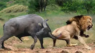 THE 7 MOST POWERFUL ANIMALS IN AFRICA