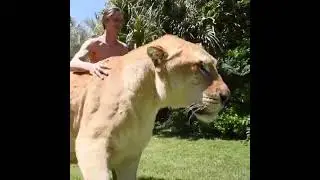 Liger walk