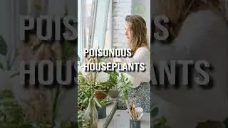 Poisonous houseplants 