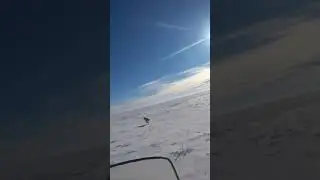 охота на волков .ВОЛКИ РАЗОРВАЛИ КОСУЛЮ.wolfsjagd/wolf hunting.