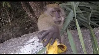 Feeding A Wild Monkey On Phi Phi Island - Phuket Thailand - GoPro Hero3 - Monkey Beach - Mike Swick