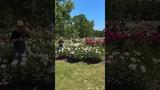 Peony Garden Bloomcast in Ann Arbor Michigan #short #travel #flowers #peonies