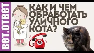 Чем обработать кошку? Новая рубрика- Видео ответ