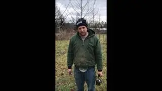 Pruning a Small Sycamore Tree By Mike Hirst