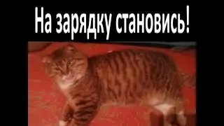Как научить котика делать зарядку? Котик делает упражнения под советское радио.