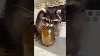 Милый и забавные енот - домашний питомец😆🤗🤣
