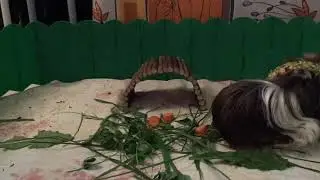 Знакомства свиномалышей