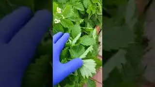 Александрия альпийская, ремонтантная, красная земляника.
