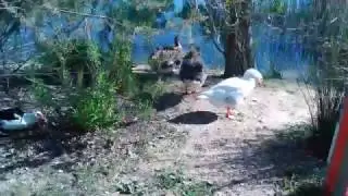 Patos tentam Assassinato em Vila Nova de Santo André