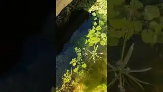 FAUT-IL UN CHAUFFAGE DANS UN BASSIN POUR GUPPYS ? #terrario #bassin #aquarium #plants #fish #guppy