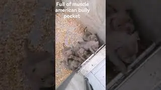 best of the best puppies males american bully pocket available for sale 2024. bigdogs România KENNEL