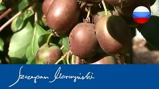 Actinidia - Aктинидия - виды, сорта, использование - чaсть 1