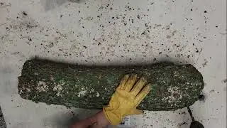 Mushroom Logs