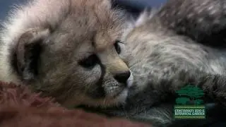 New Cheetah Ambassador