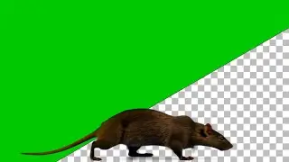 Halloween Dark Rat SCUTTLE Green Screen VFX 🐀 