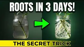 The Secret Trick to Root Cuttings in Water FAST (Days, Not Weeks!)