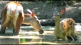 Оленёнок с мамой на болоте в лесу (благородные олени) || Fawn with mother in a forest swamp