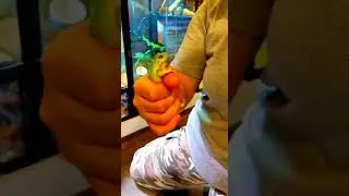 Я мужчина, я мужчина, не спаривайтесь со мной. Ква 🐸