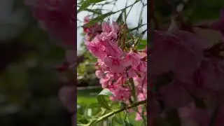 Дождь в моём саду
