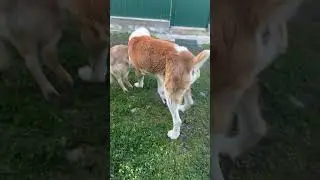 Персик на позитиве/Скоро в дорогу