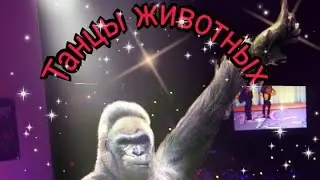 танцы животных. смешное видео.