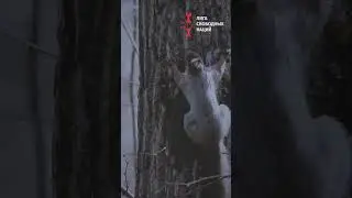 Неизведанная природа России #россиия #чувашия #природа #история