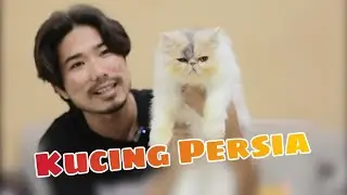 KUCING PERSIA , KUCING PERSIA KAMU SEPERTI INI ??