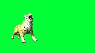 Green screen Tiger video | Green screen