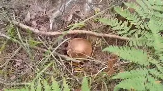 МЕЩËРА. 🌲🌳🌿🐿🦔🐺🦊🐻🐰. НАШ КРАСИВЫЙ ЛЕС!