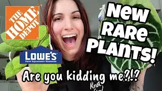 I AM SHOOK!! 😲 RARE ANTHURIUM & HOYA AT HOME DEPOT!?! 🌿✨️ plant shopping in Tilton, NH